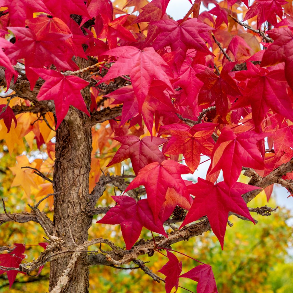 Graines de Copalme d'Amérique - Liquidambar styraciflua