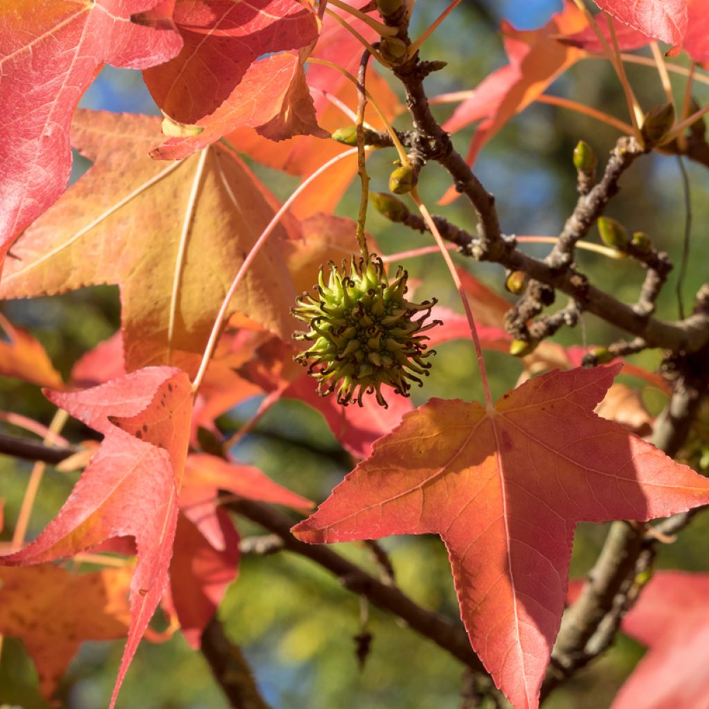 Graines de Copalme d'Amérique - Liquidambar styraciflua