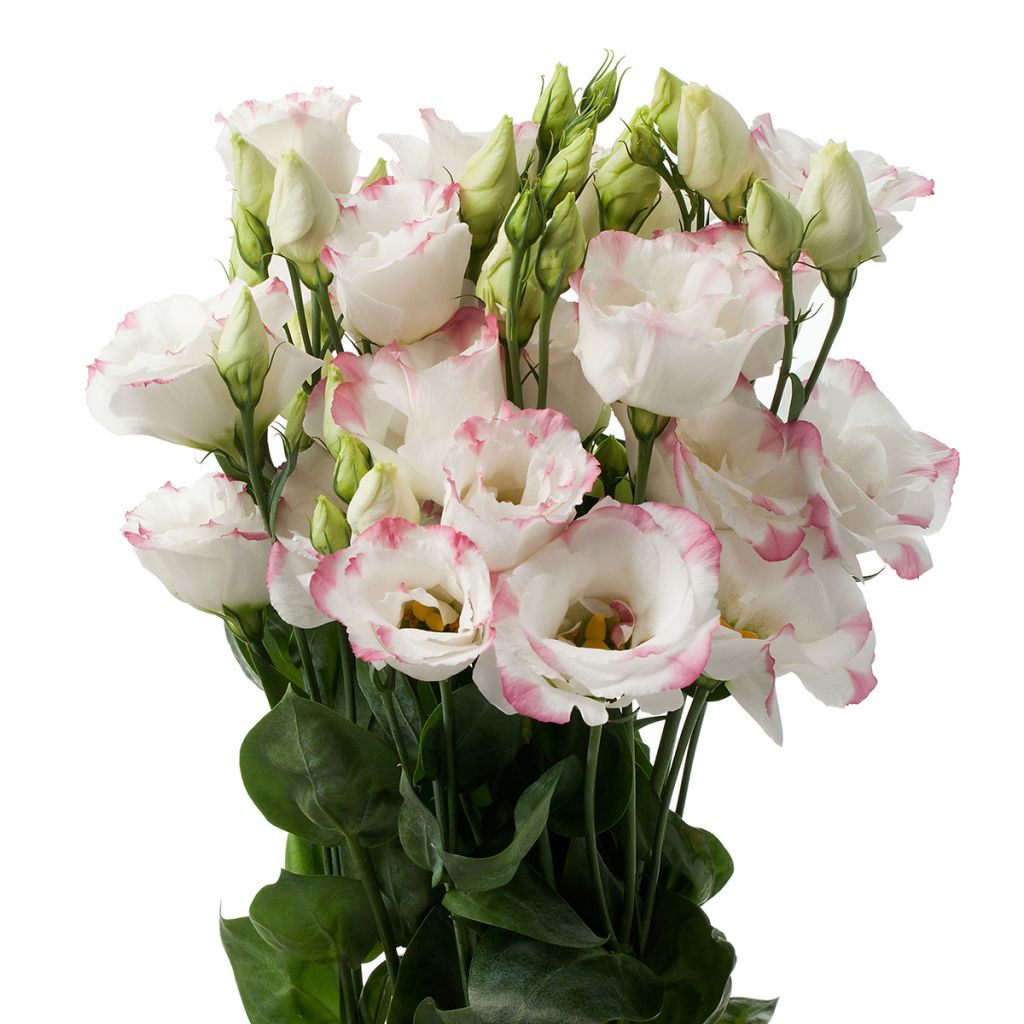 Graines de Lisianthus F1 Cessna Rose Picotee III (graines enrobées)