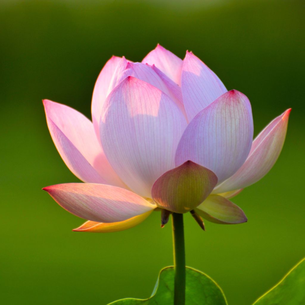 Graines de Lotus - Nelumbo nucifera