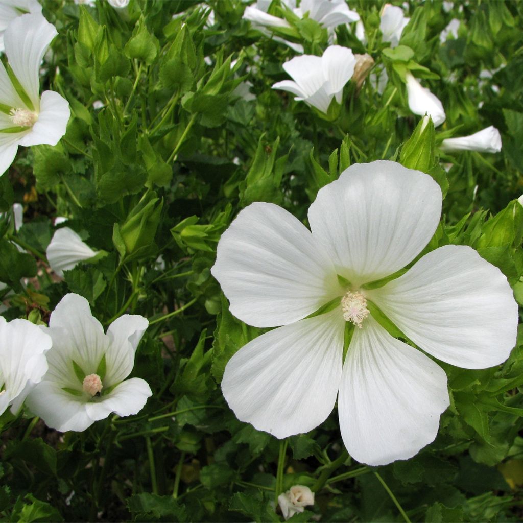 Graines de Malope trifida Mixed - Malope en mélange