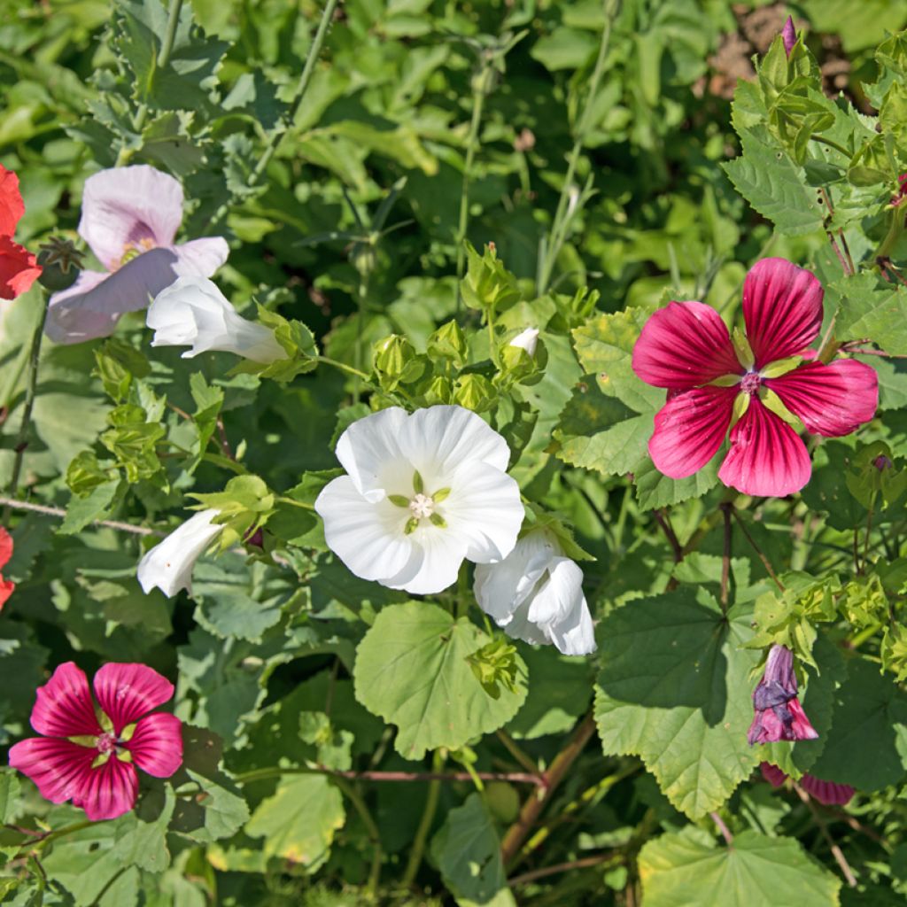 Graines de Malope trifida blanche