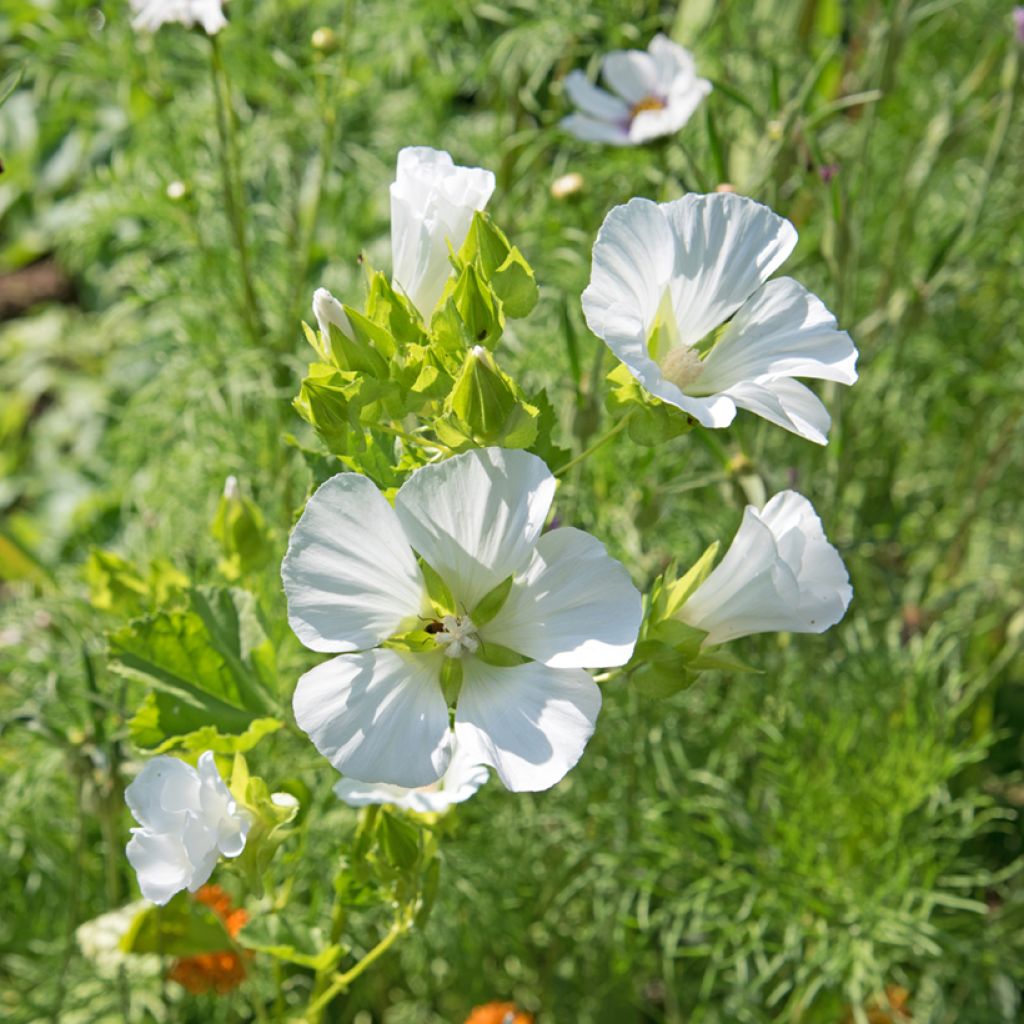 Graines de Malope trifida blanche