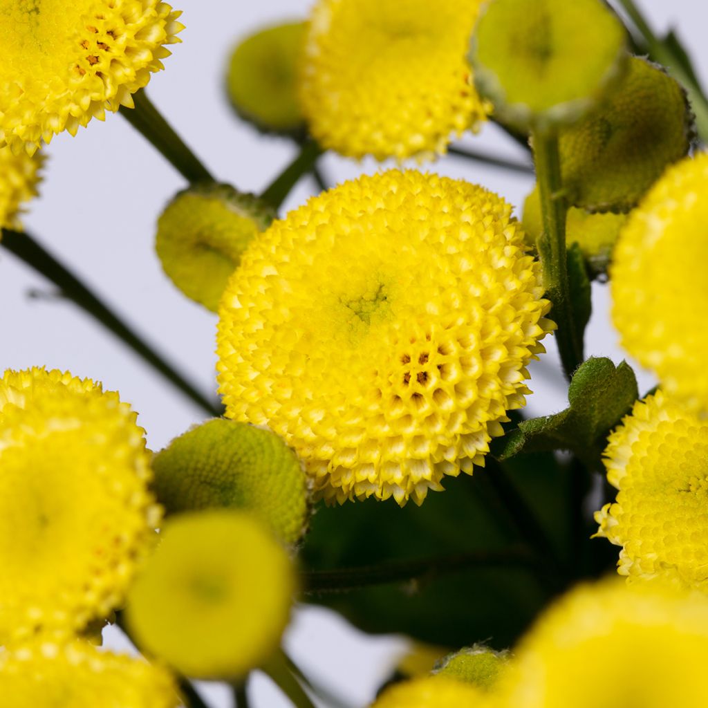 Graines de Matricaire double Amazone - Tanacetum parthenium (graines enrobées)