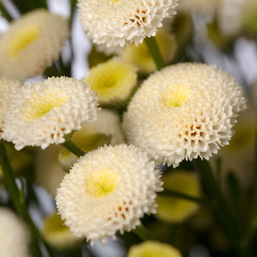 Graines de Matricaire double Baya - Tanacetum parthenium (graines enrobées)