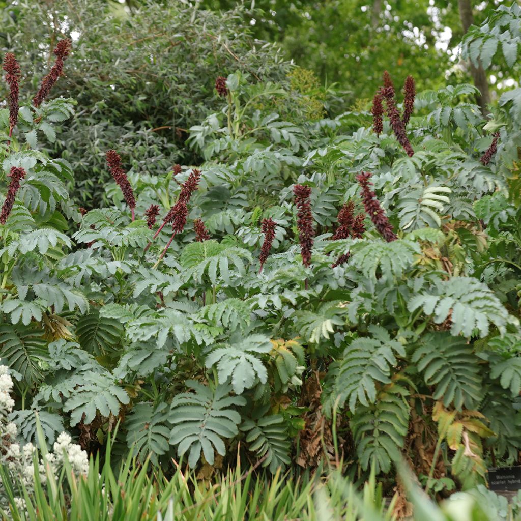 Graines de Melianthus major