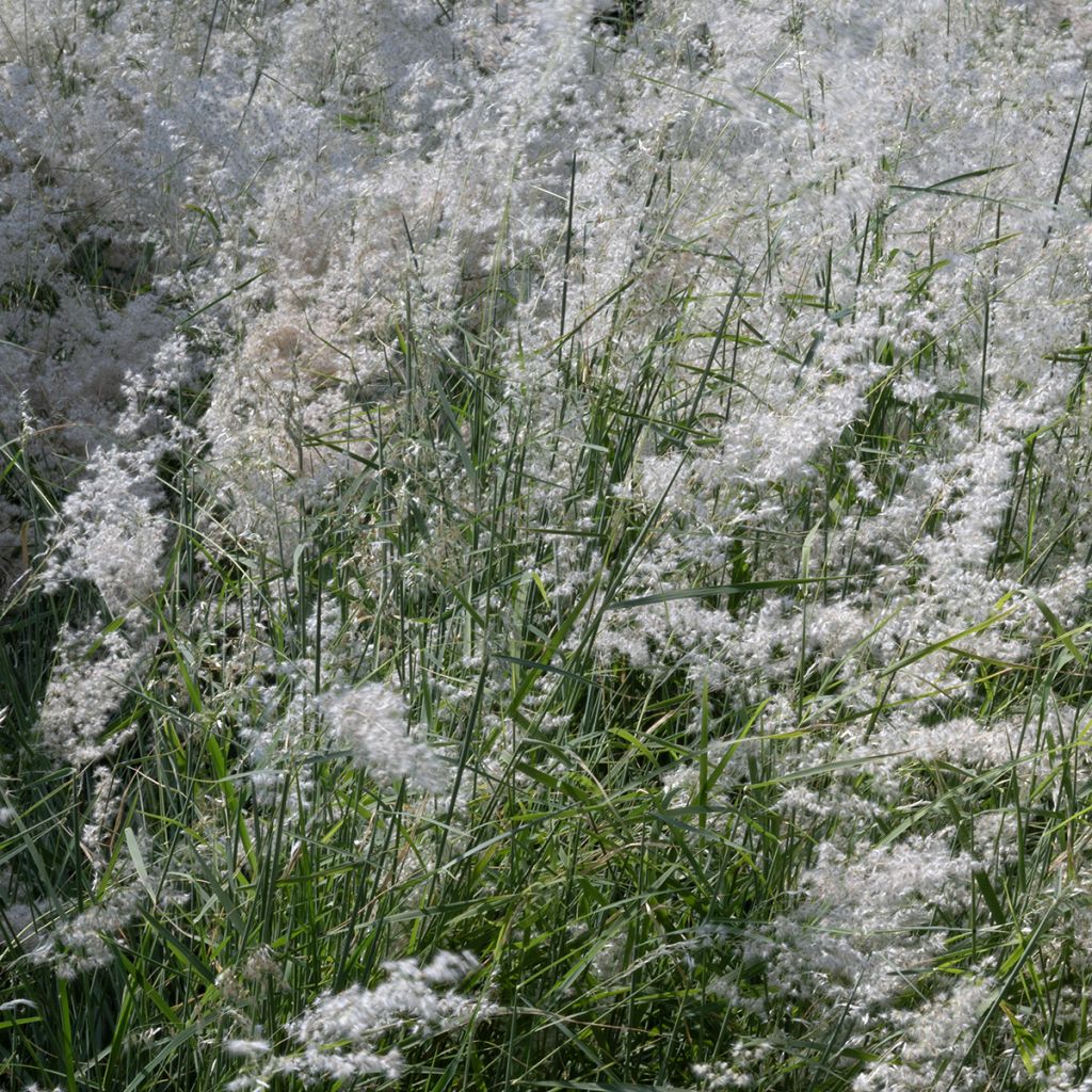 Graines de Melinis minutiflora Silver Queen - Graminée vivace