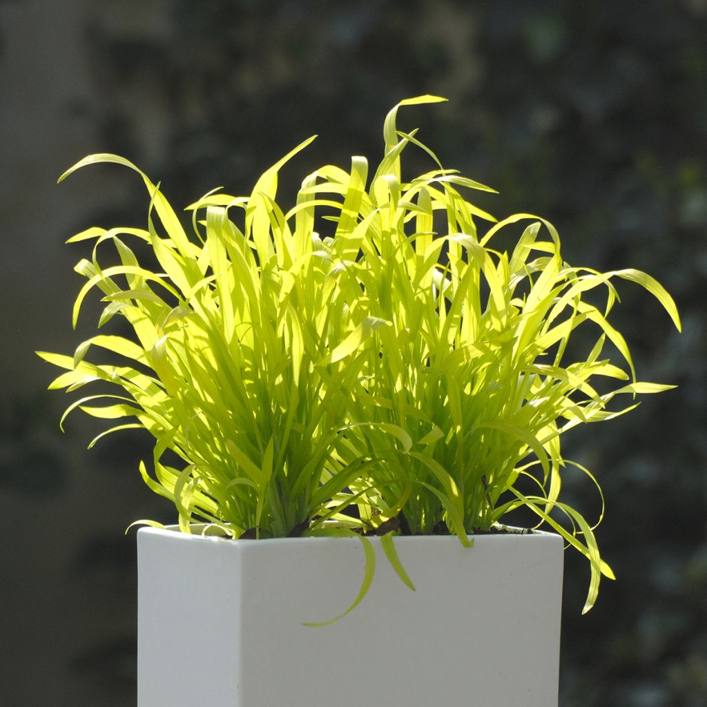 Graines de Milium effusum Aureum - Millet doré