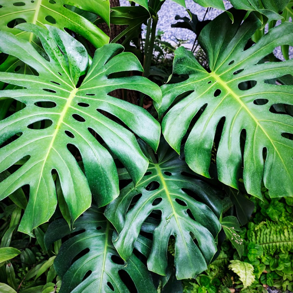 Graines de Monstera deliciosa