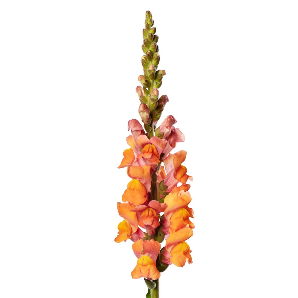 Graines de Muflier F1 Avignon Deep Orange II - Antirrhinum majus