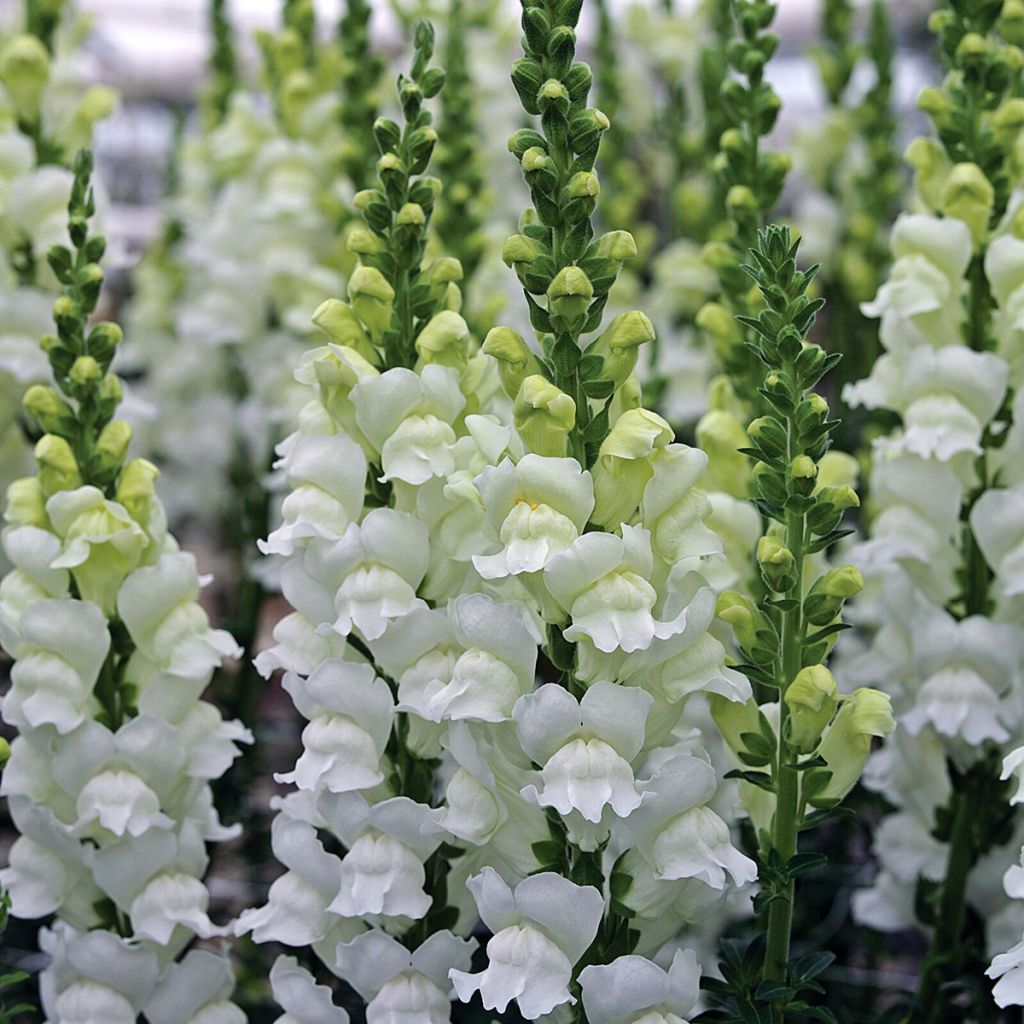 Graines de Muflier Opus III/IV Fresh White - Antirrhinum majus