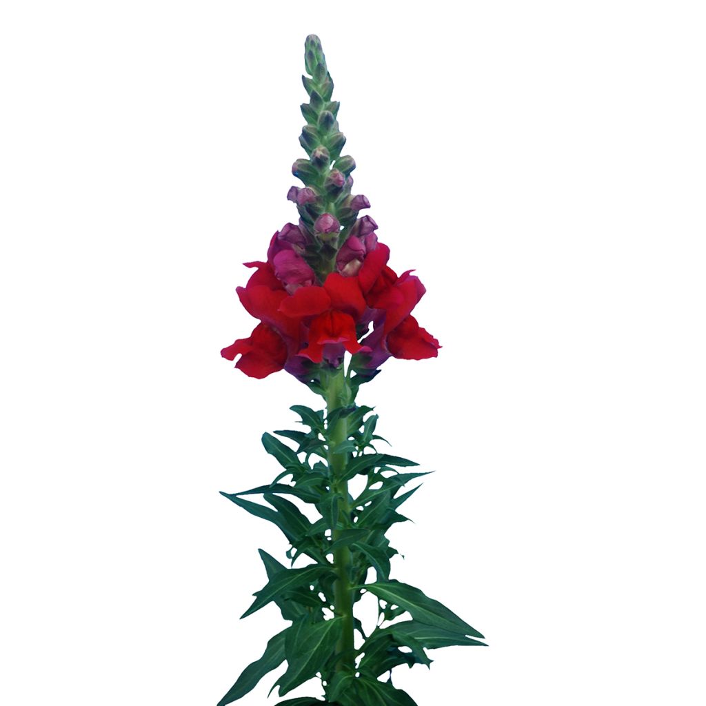 Graines de Muflier F1 Orleans Red IV - Antirrhinum majus