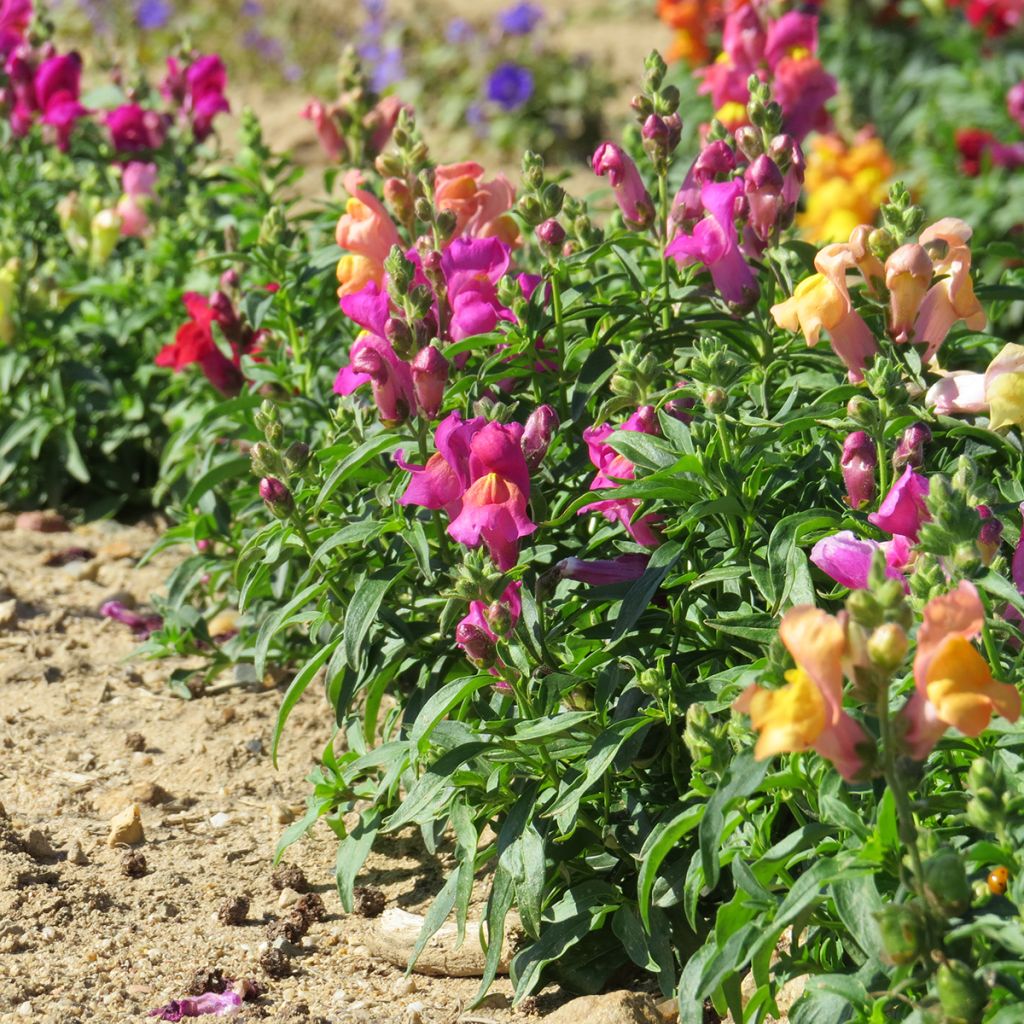Graines de Muflier nain Magic Carpet Mix - Antirrhinum majus