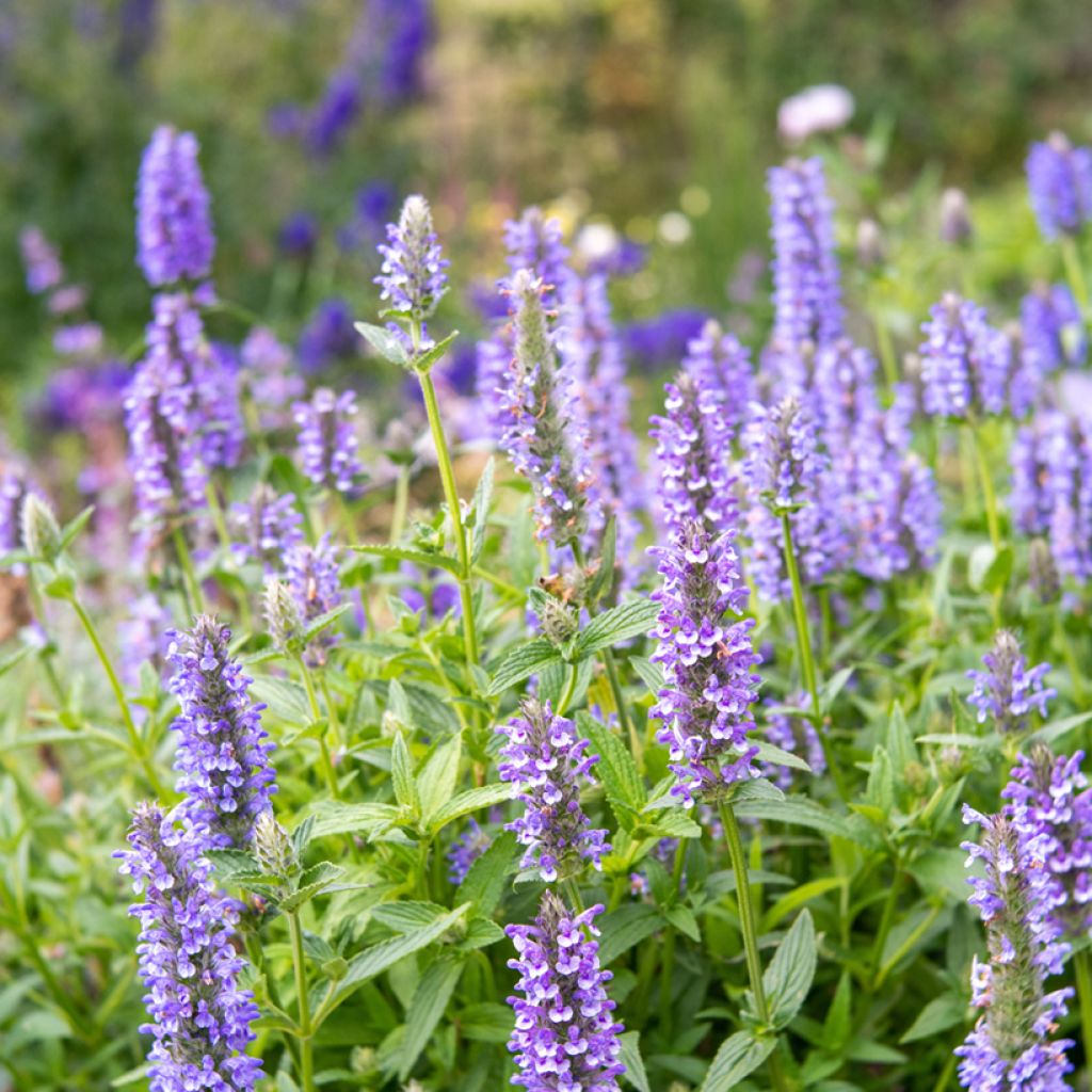 Graines de Nepeta nervosa Blue Moon - Chataire nervurée