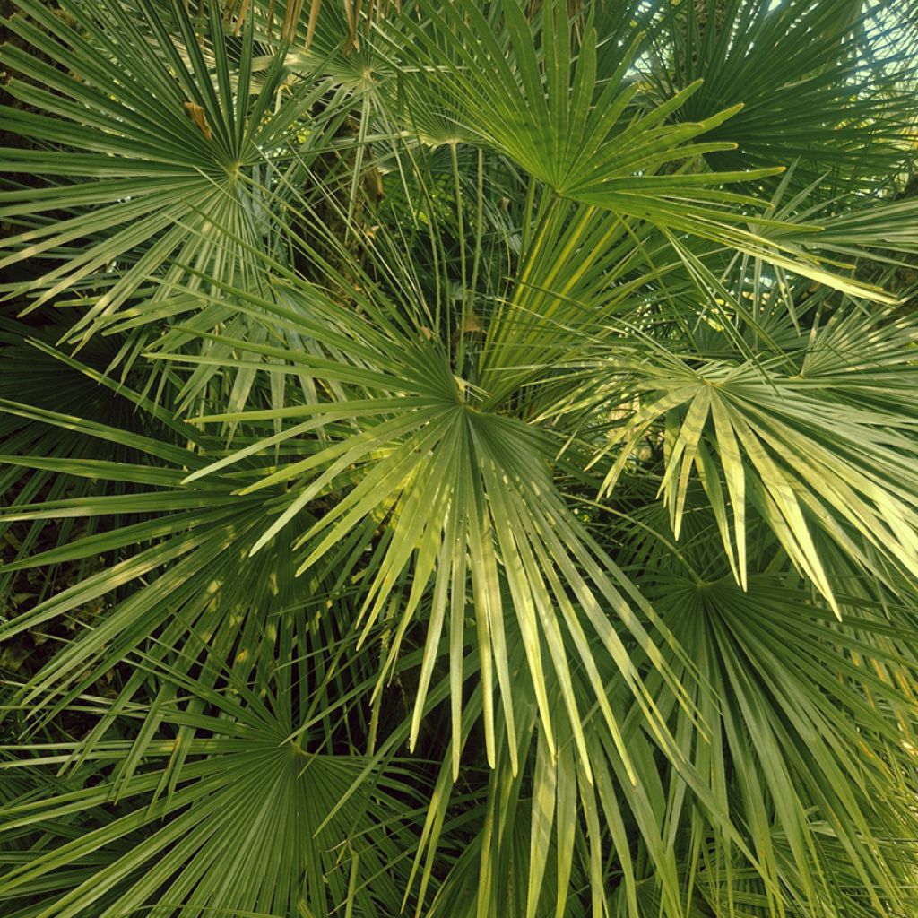 Graines de Palmier nain - Chamaerops humilis
