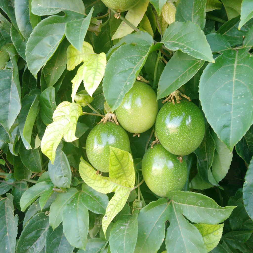 Graines de Fleur de la passion - Passiflora quadrangularis