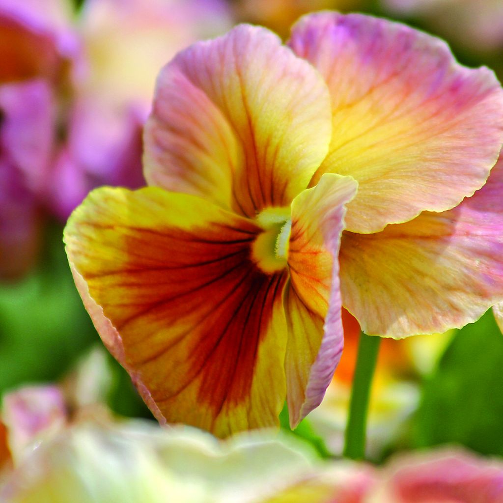 Graines de Pensée Inspire Peach Shades - Viola x wittrockiana