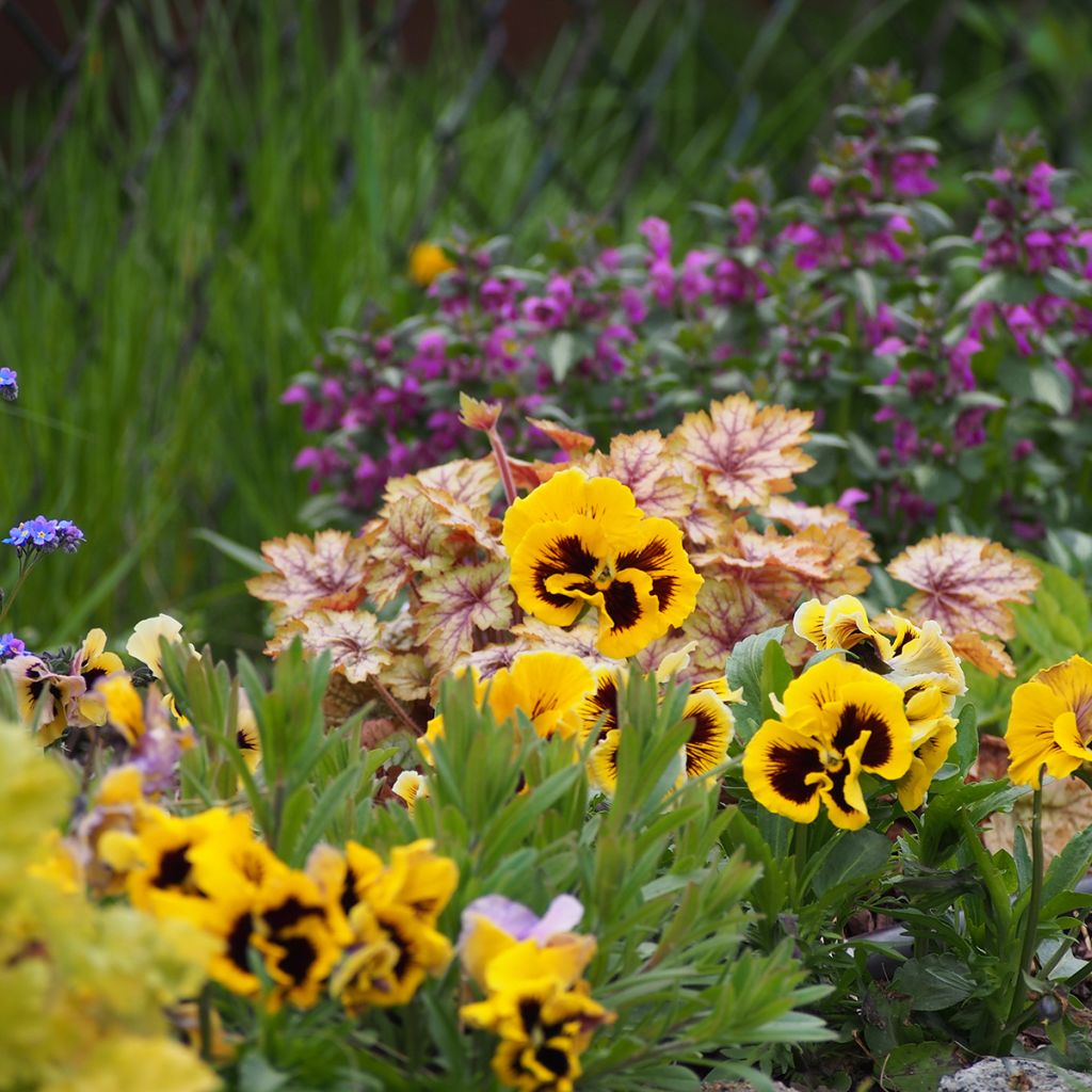 Graines de Pensée Rococo - Viola x wittrockiana