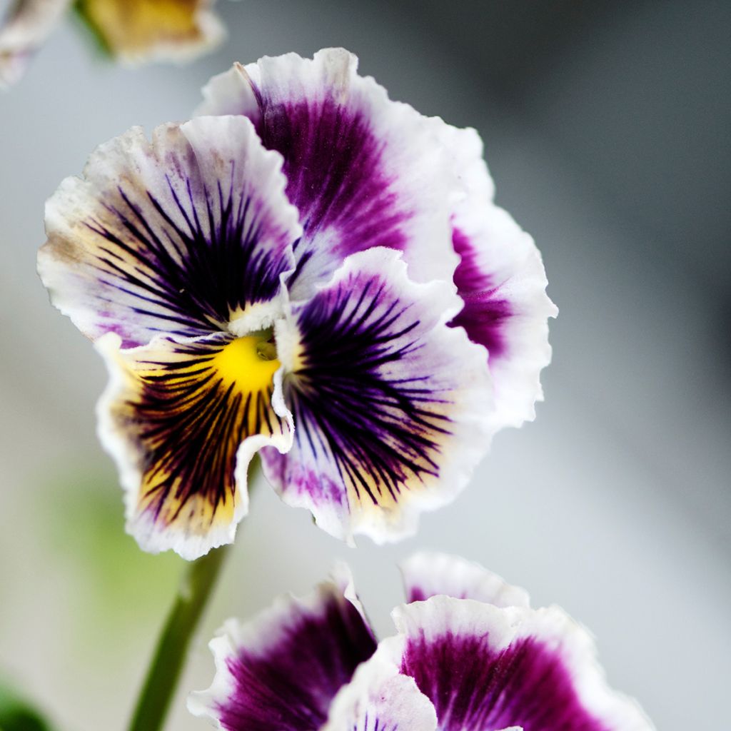 Graines de Pensée Rococo - Viola x wittrockiana