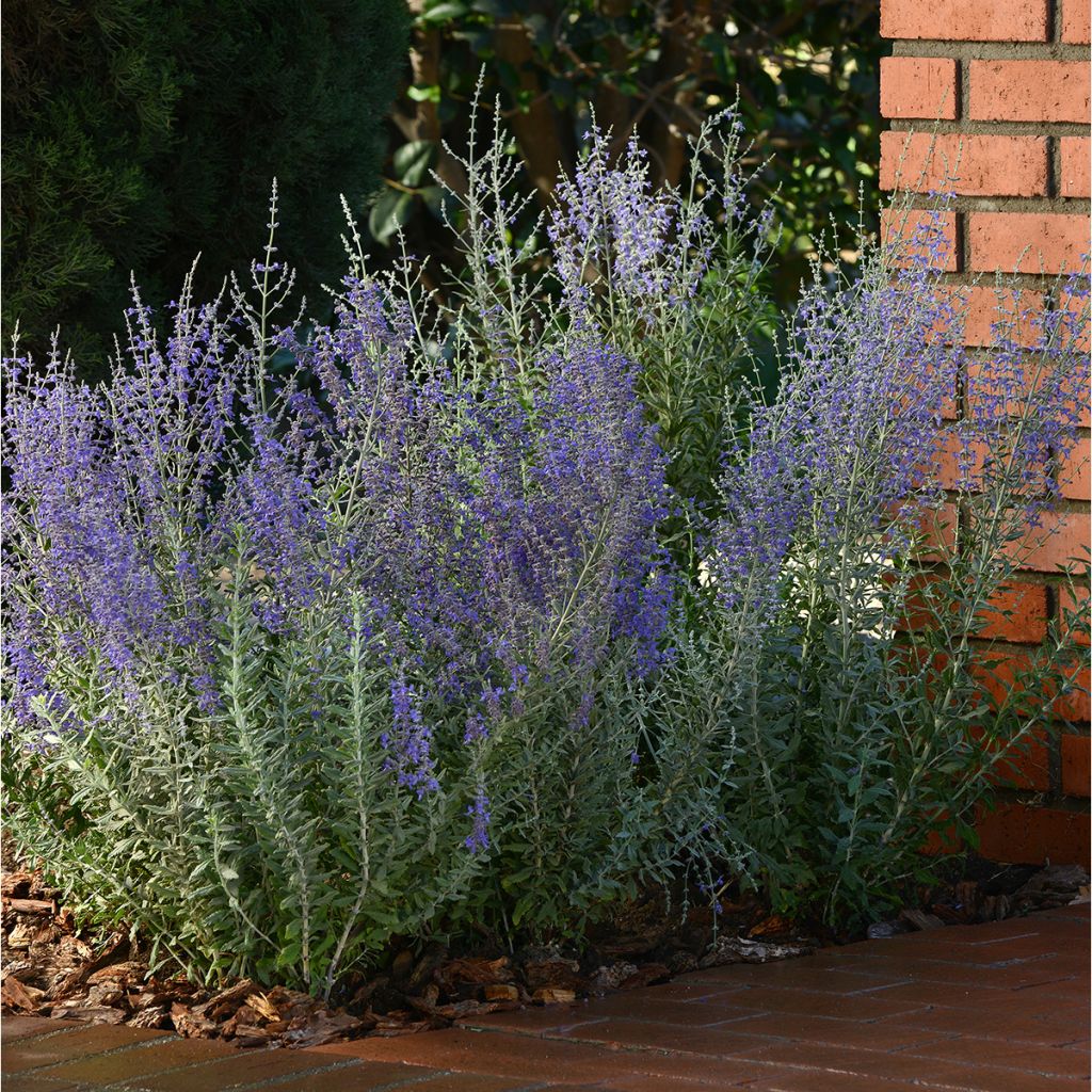 Graines de Perovskia Blue Steel - sauge d'Afghanistan
