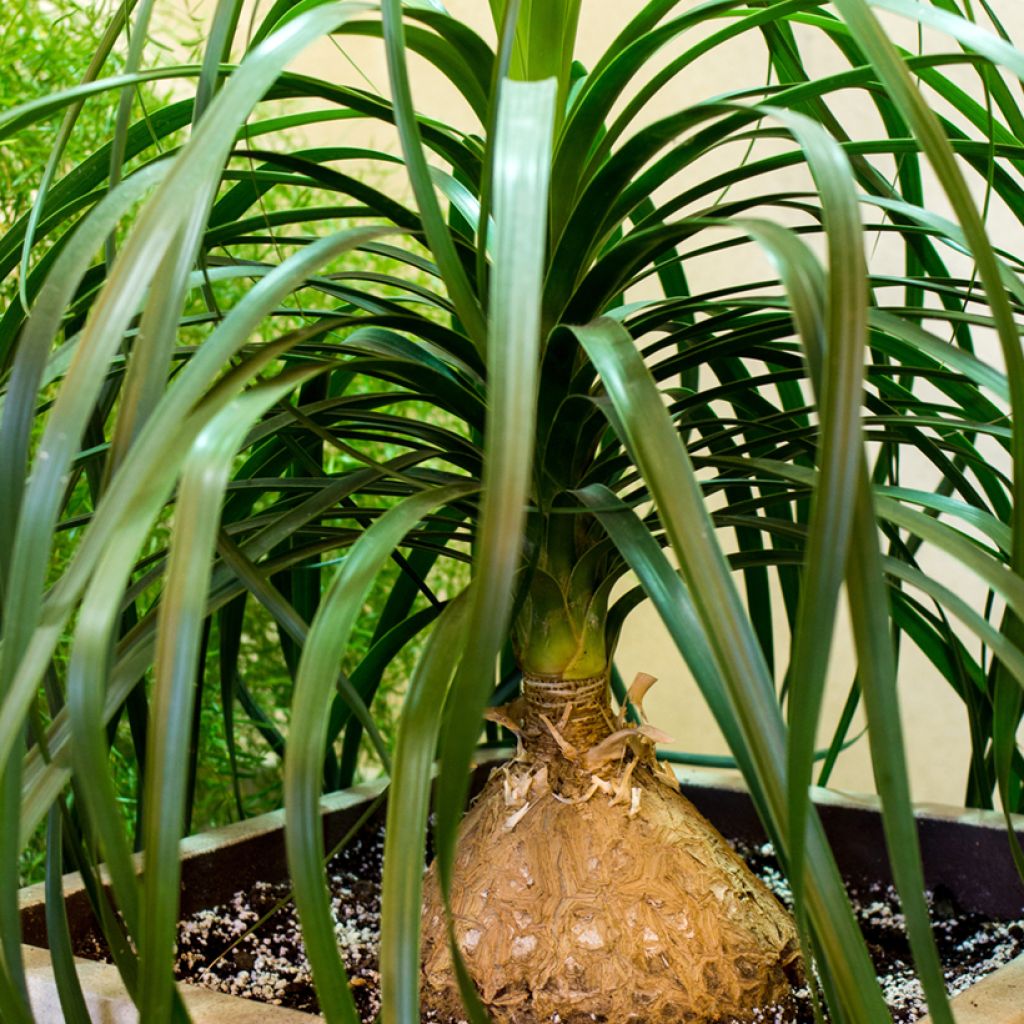 Graines de Pied d'éléphant - Beaucarnea recurvata