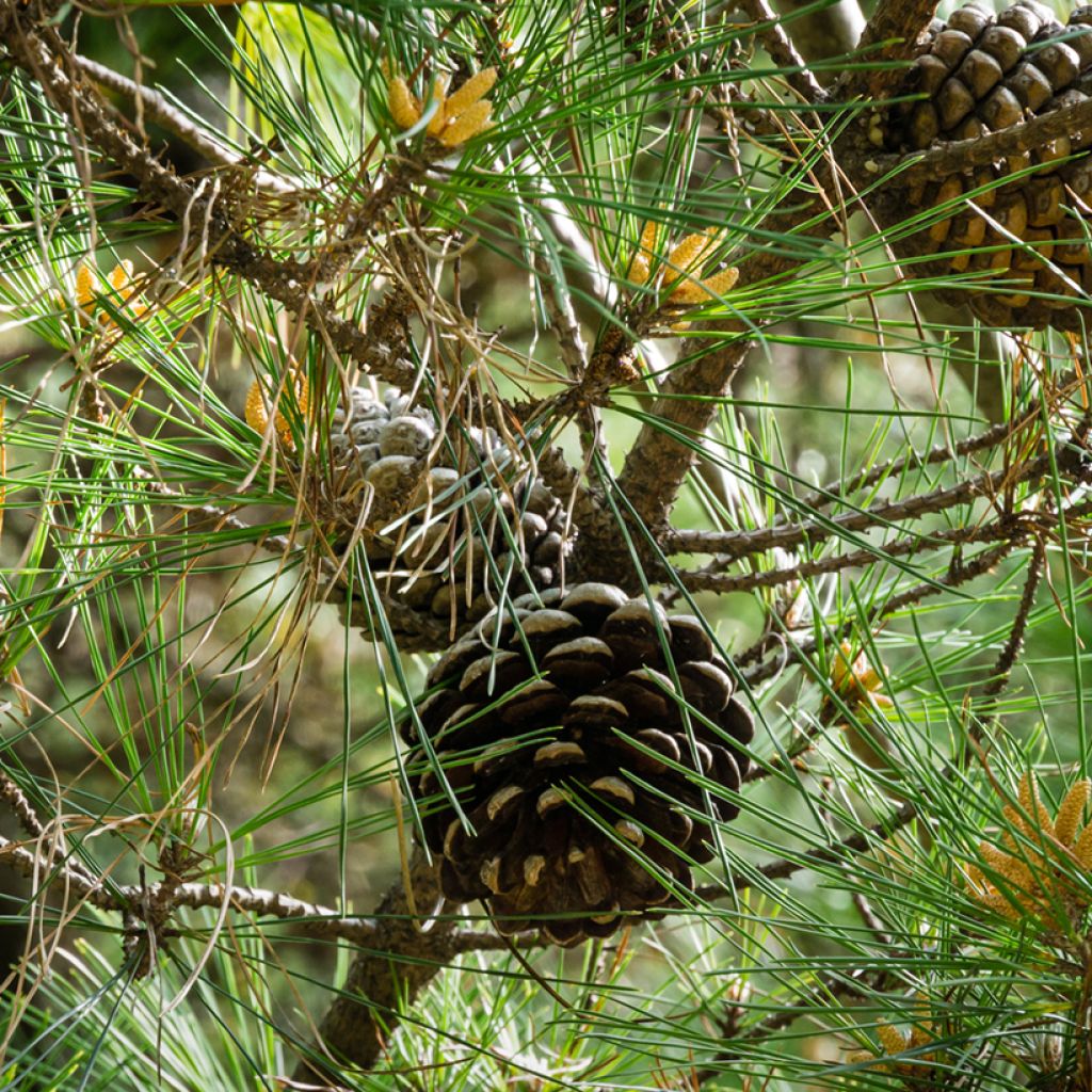 Graines de Pin parasol - Pinus pinea