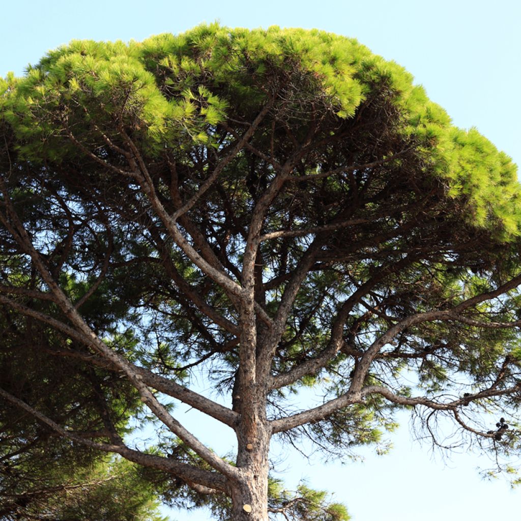 Graines de Pin parasol - Pinus pinea
