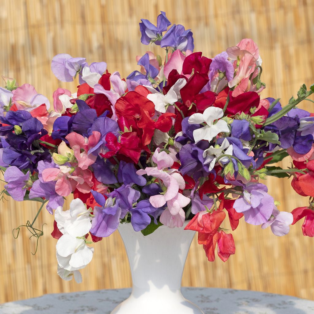 Graines de Pois de Senteur King Size Formula Mixture - Lathyrus odoratus