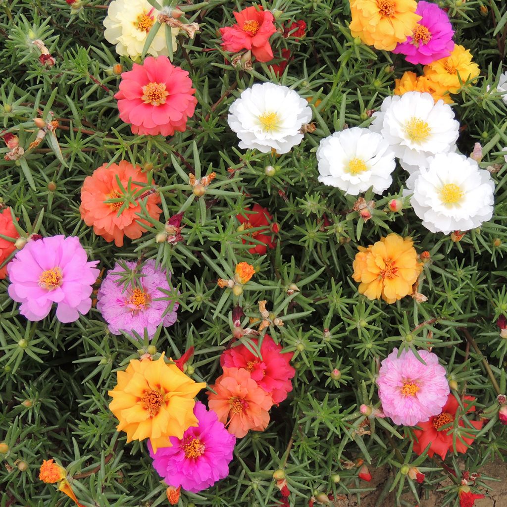 Graines de Pourpier à grandes fleurs extra double Mix - Portulaca grandiflora