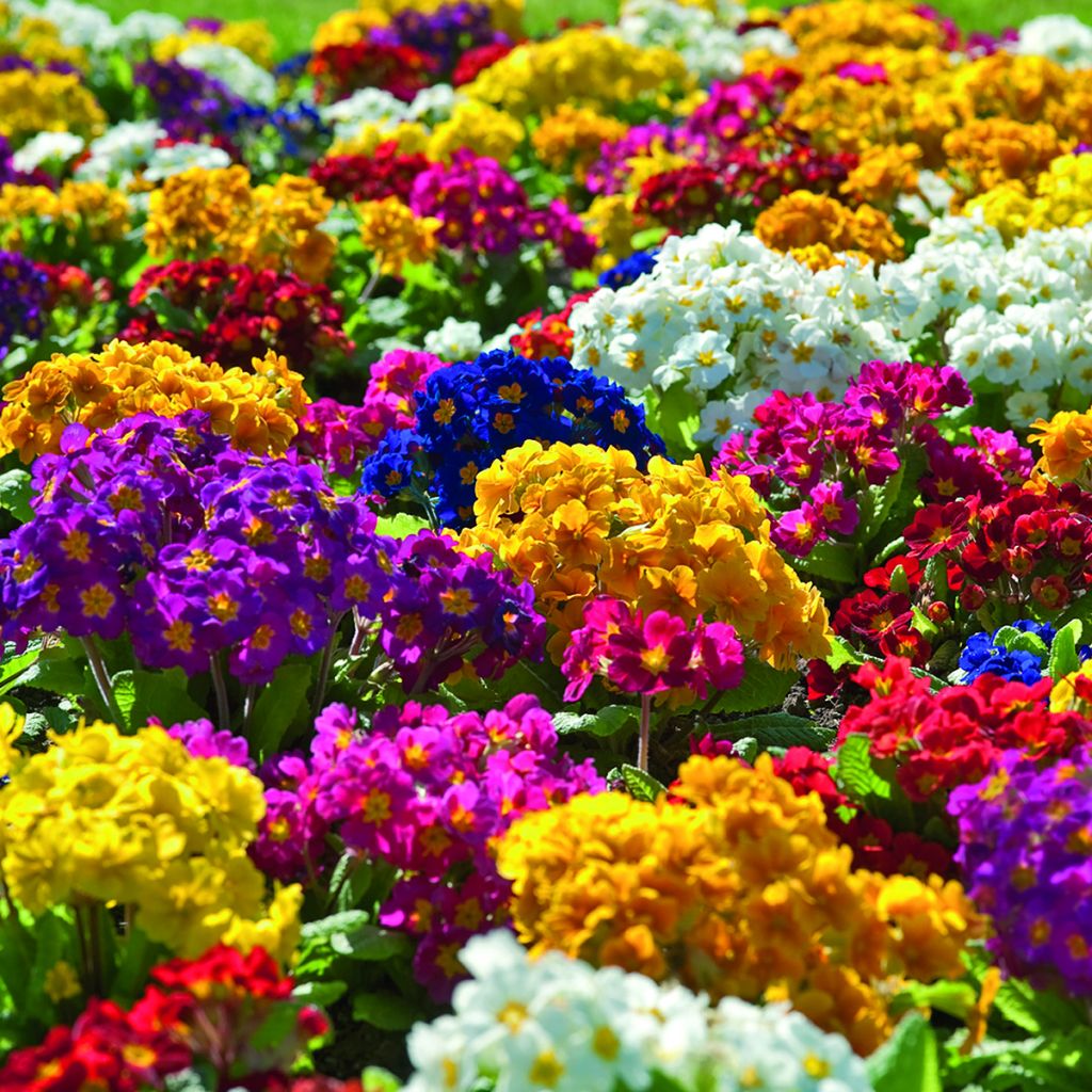 Graines de Primevère Crescendo® Mix (primed) - Primula elatior