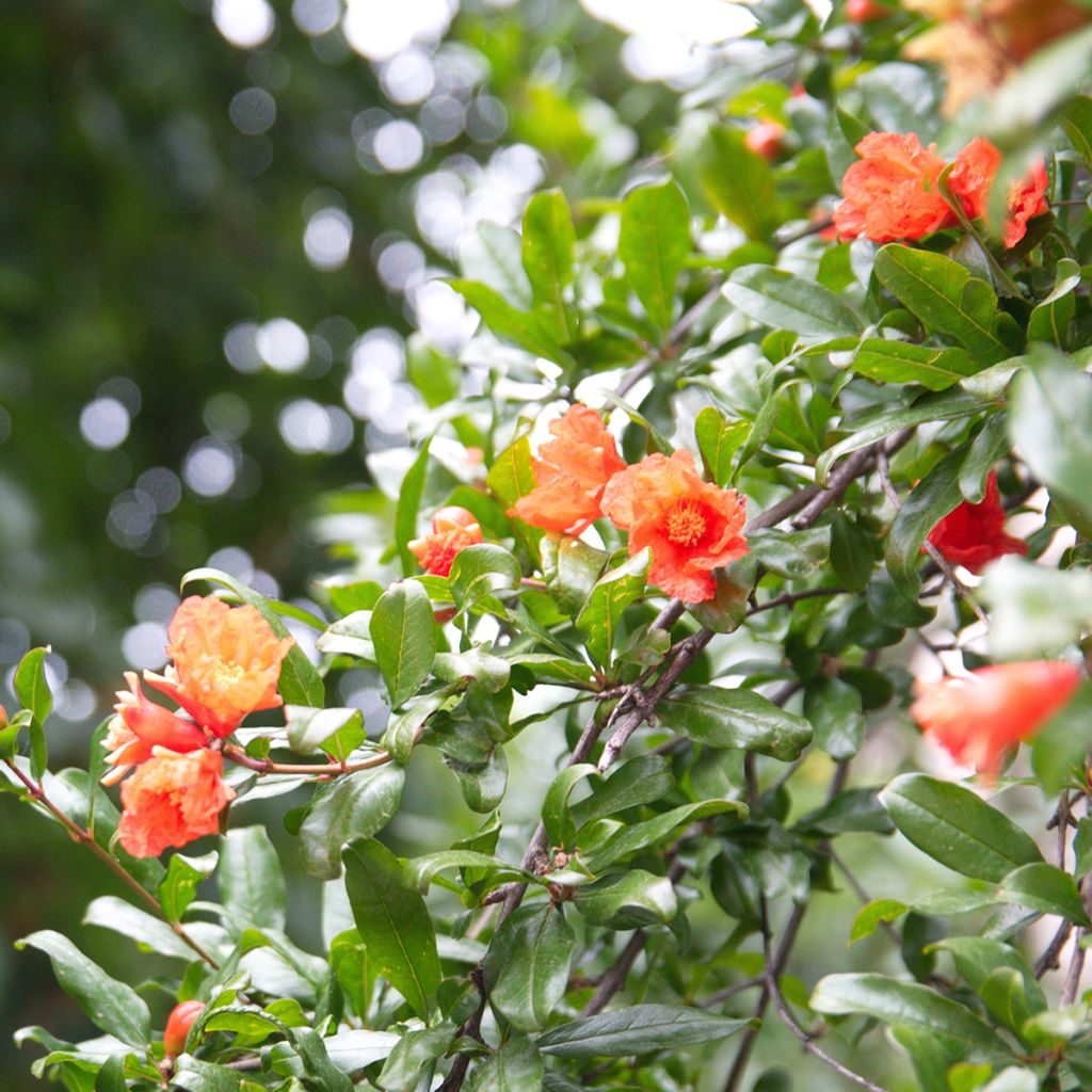 Graines de Punica granatum  - Grenadier à fruits