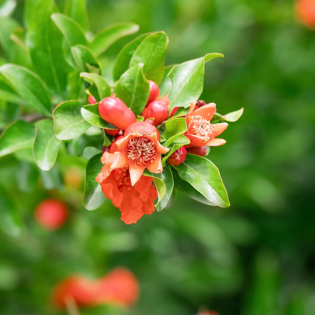 Graines de Punica granatum  - Grenadier à fruits