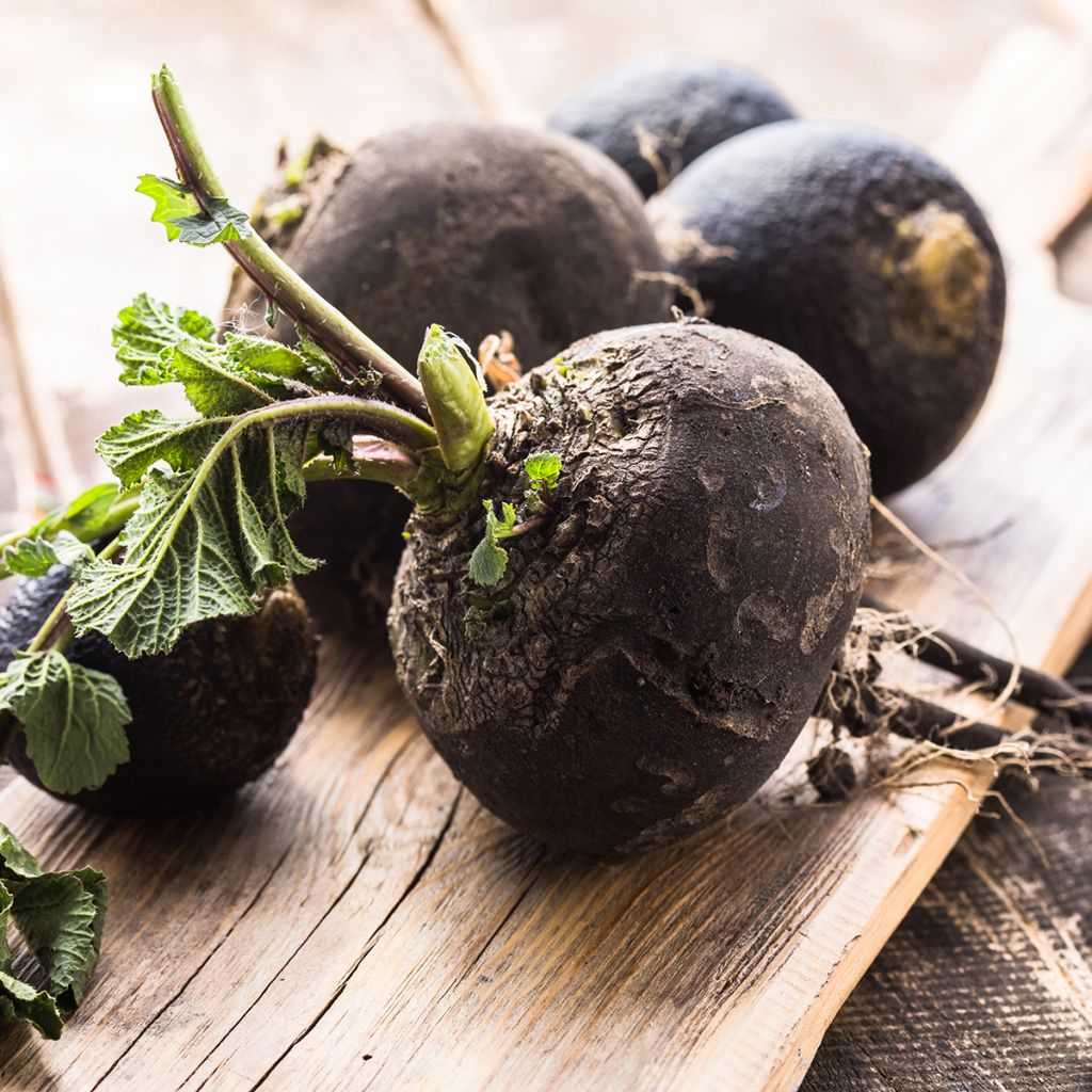 Radis noir gros rond d'hiver BIO