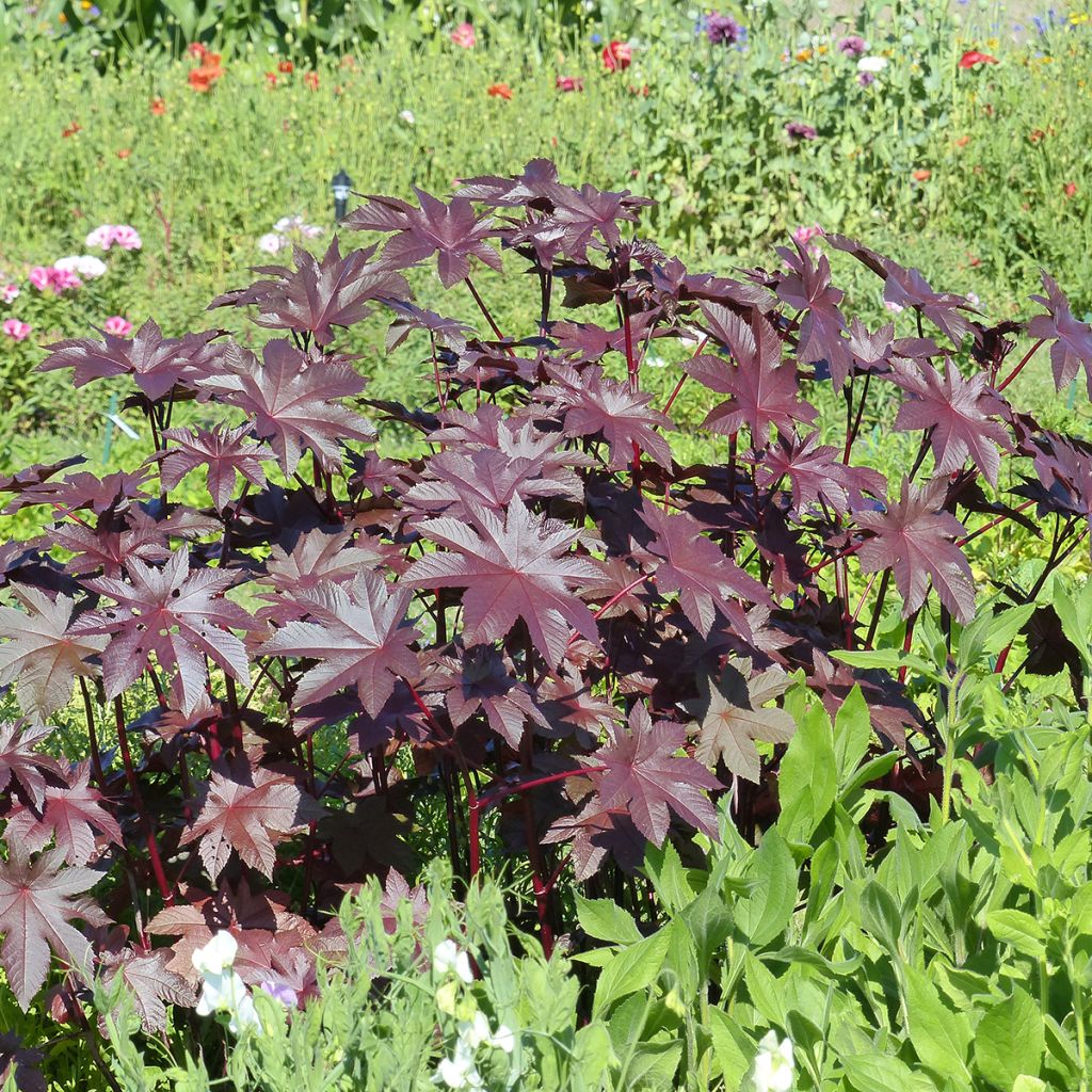 Graines de Ricin New Zealand Purple - Ricinus communis