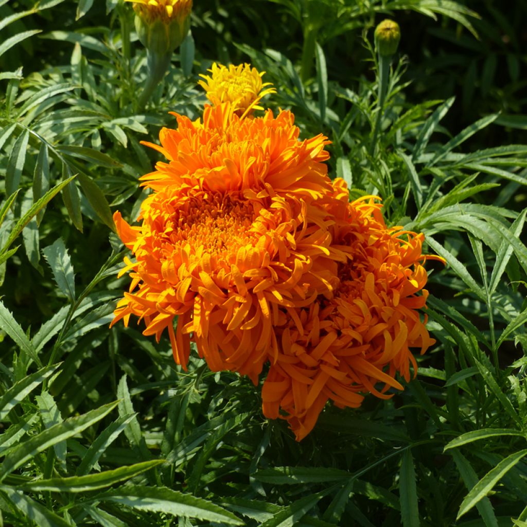 Graines de Rose d'Inde Fantastic Orange - Tagetes erecta