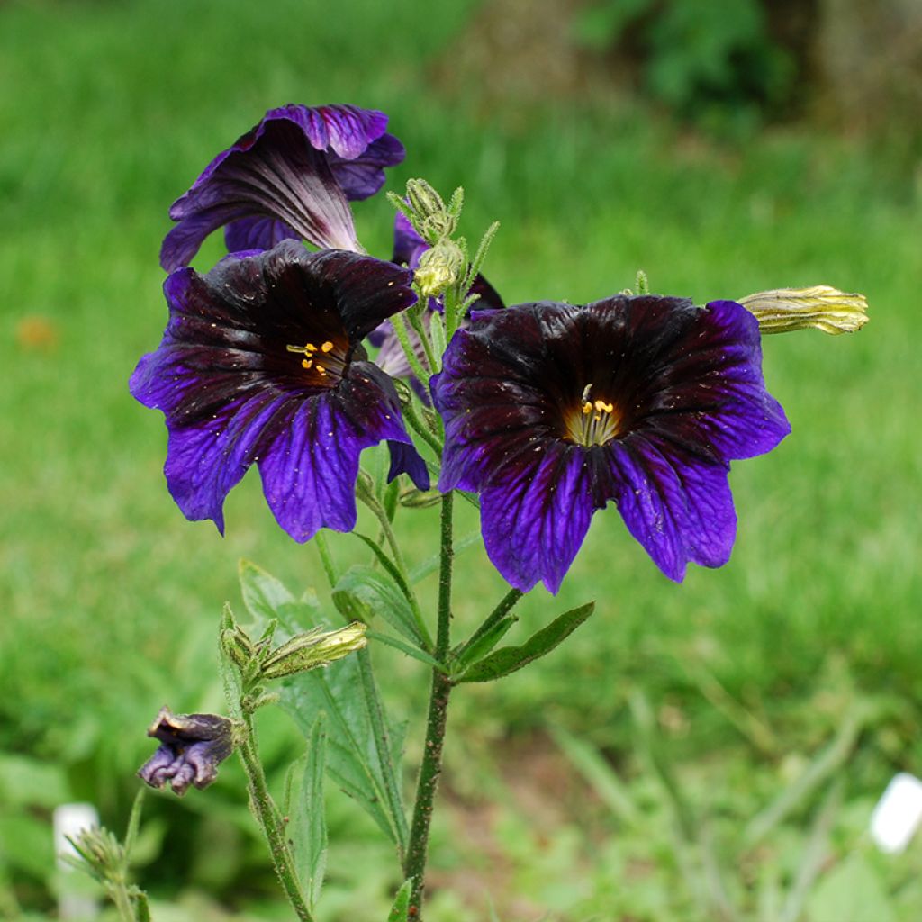 Graines de Salpiglossis sinuata Kew Blue