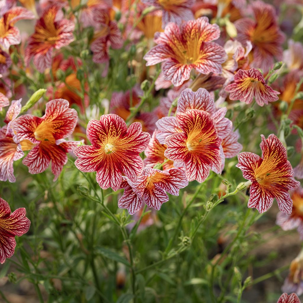 Graines de Salpiglossis sinuata Tora Red (graines enrobées)