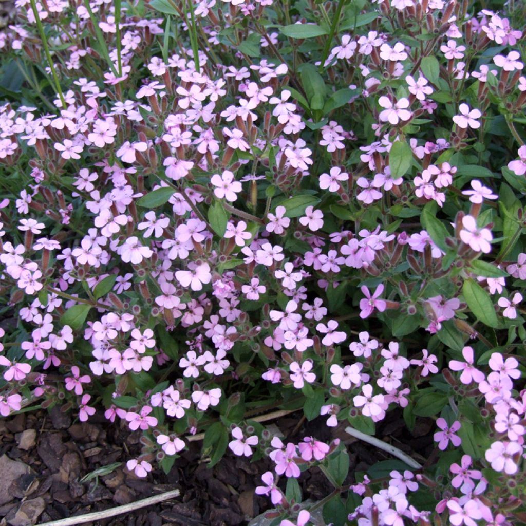 Graines de Saponaire de Montpellier - Saponaria ocymoides