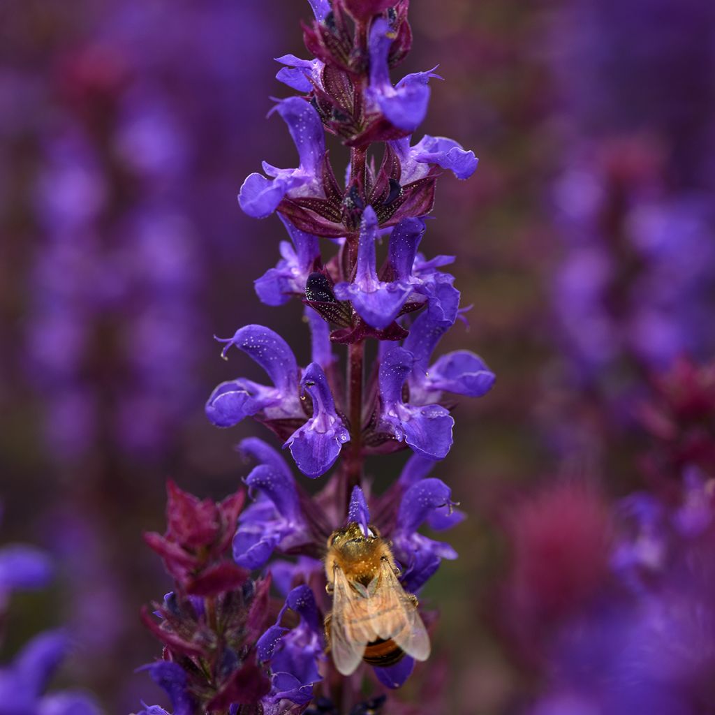 Graines de Sauge des bois Salvatore Blue - Salvia nemorosa