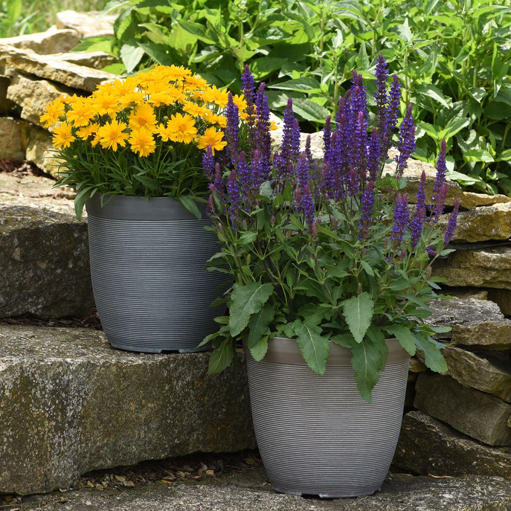 Graines de Sauge des bois Salvatore Blue - Salvia nemorosa