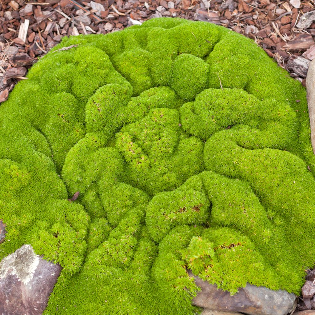 Graines de Scleranthus biflorus - Herbe de Canberra - Gnavelle