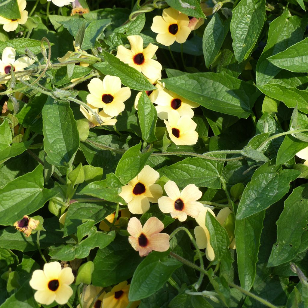 Graines de Suzanne aux yeux noirs Peach Eye - Thunbergia alata