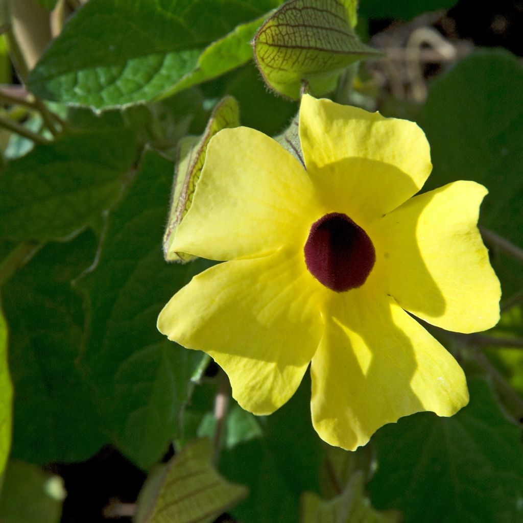 Graines de Suzanne aux yeux noirs en mélange - Thunbergia alata