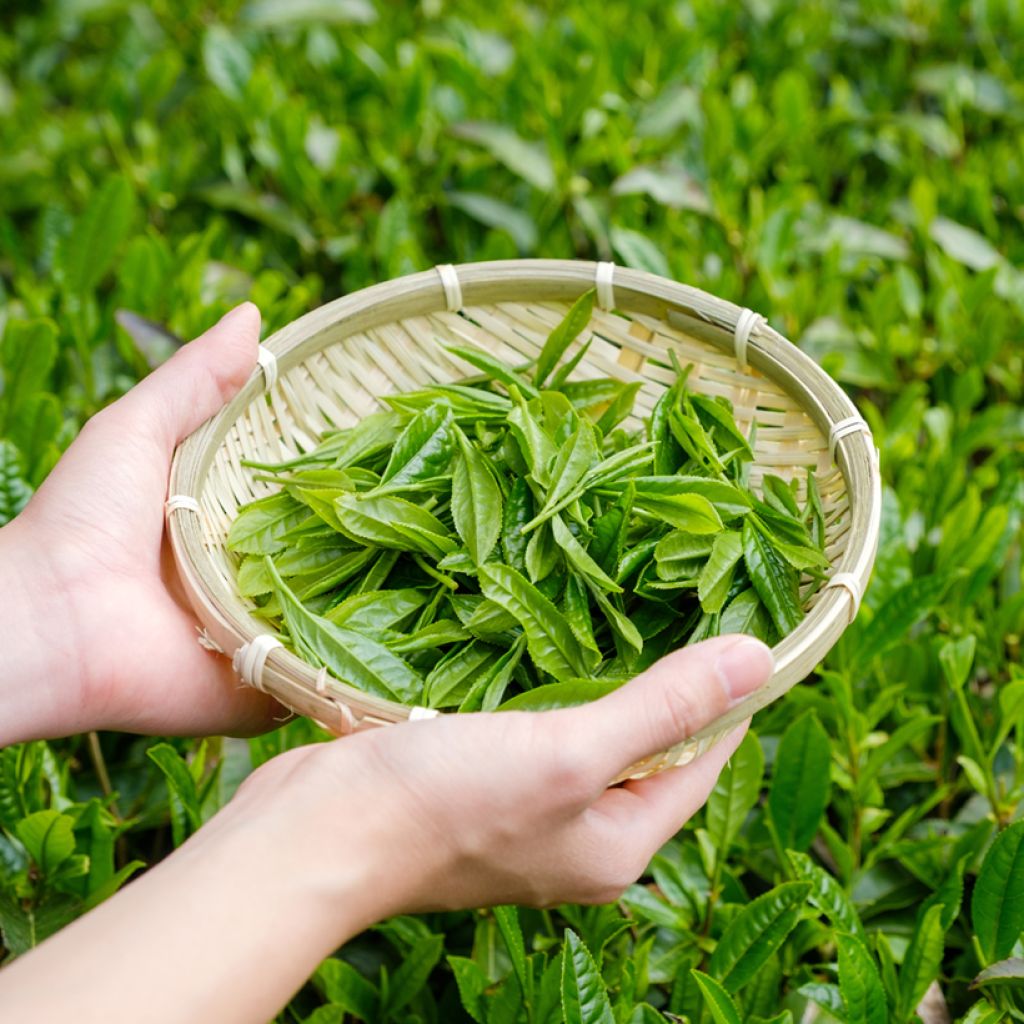 Graines de Théier - Camellia sinensis