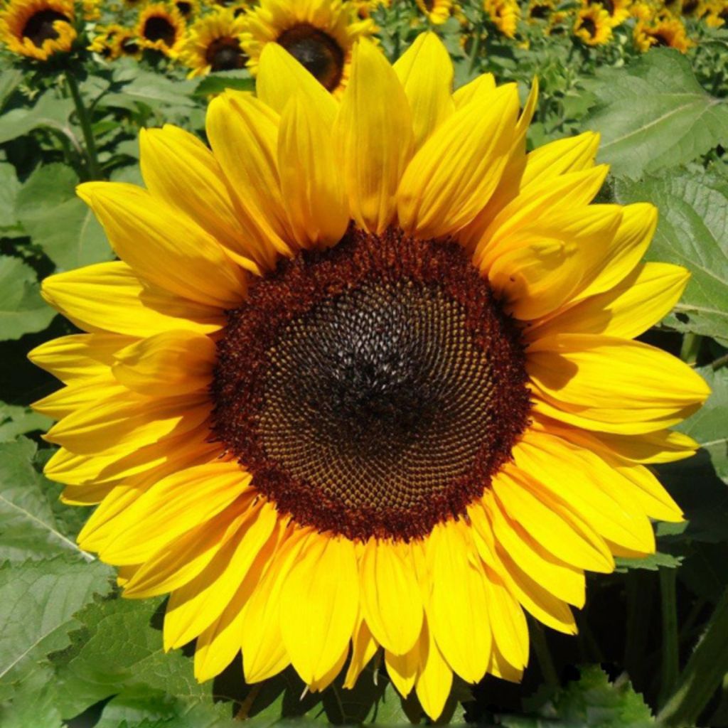 Graines de Tournesol Pro-Cut F1 Brilliance - Helianthus annuus
