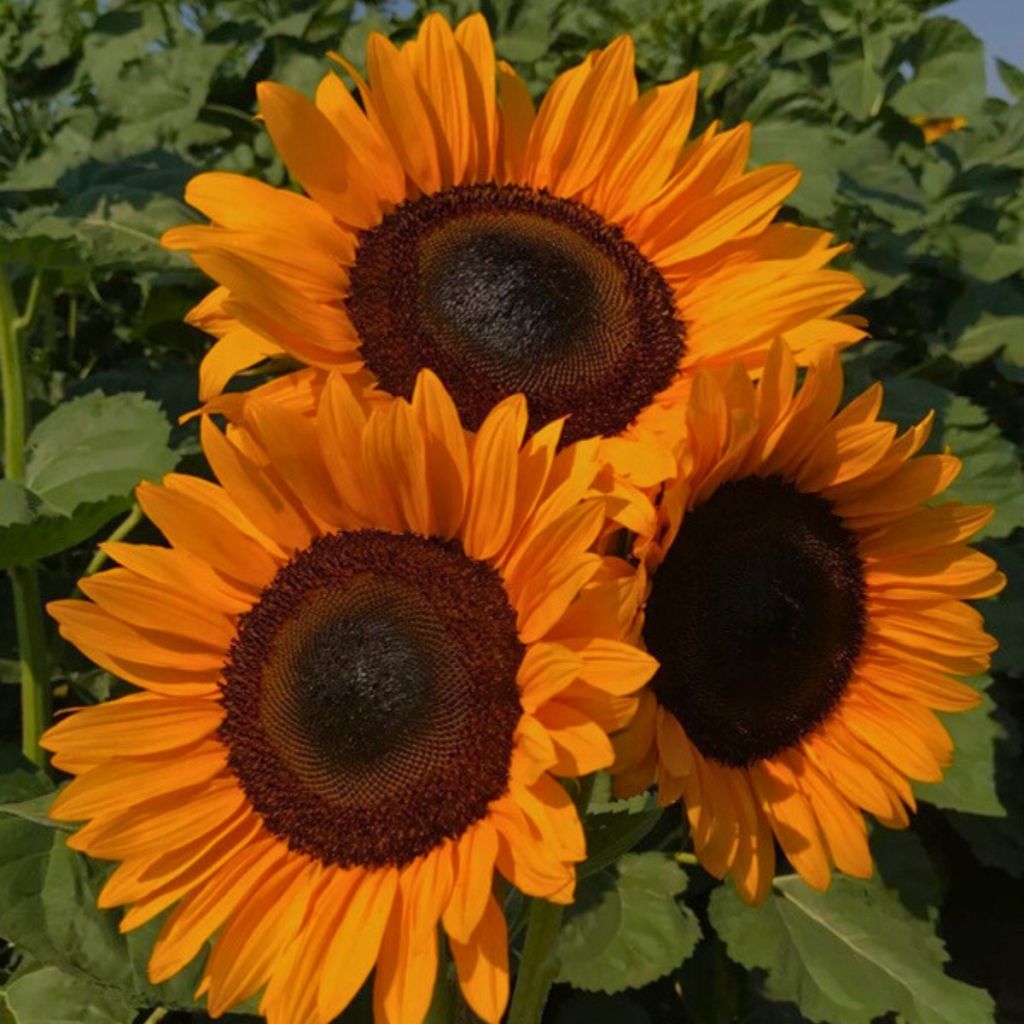 Graines de Tournesol Pro-Cut F1 Orange DMR - Helianthus annuus