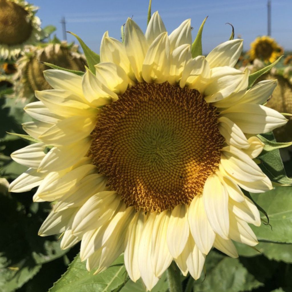Graines de Tournesol Pro-Cut F1 White Lite - Helianthus annuus