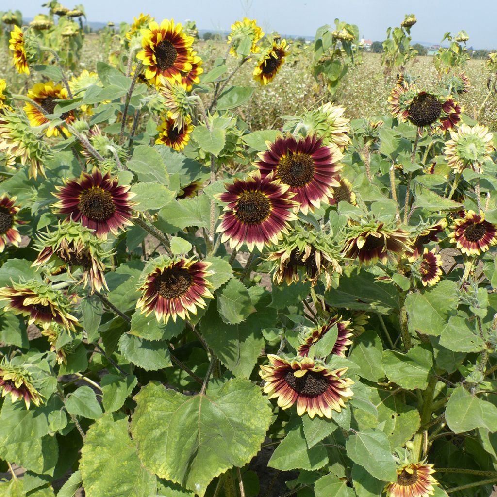 Graines de Tournesol haut Florenza - Helianthus annuus