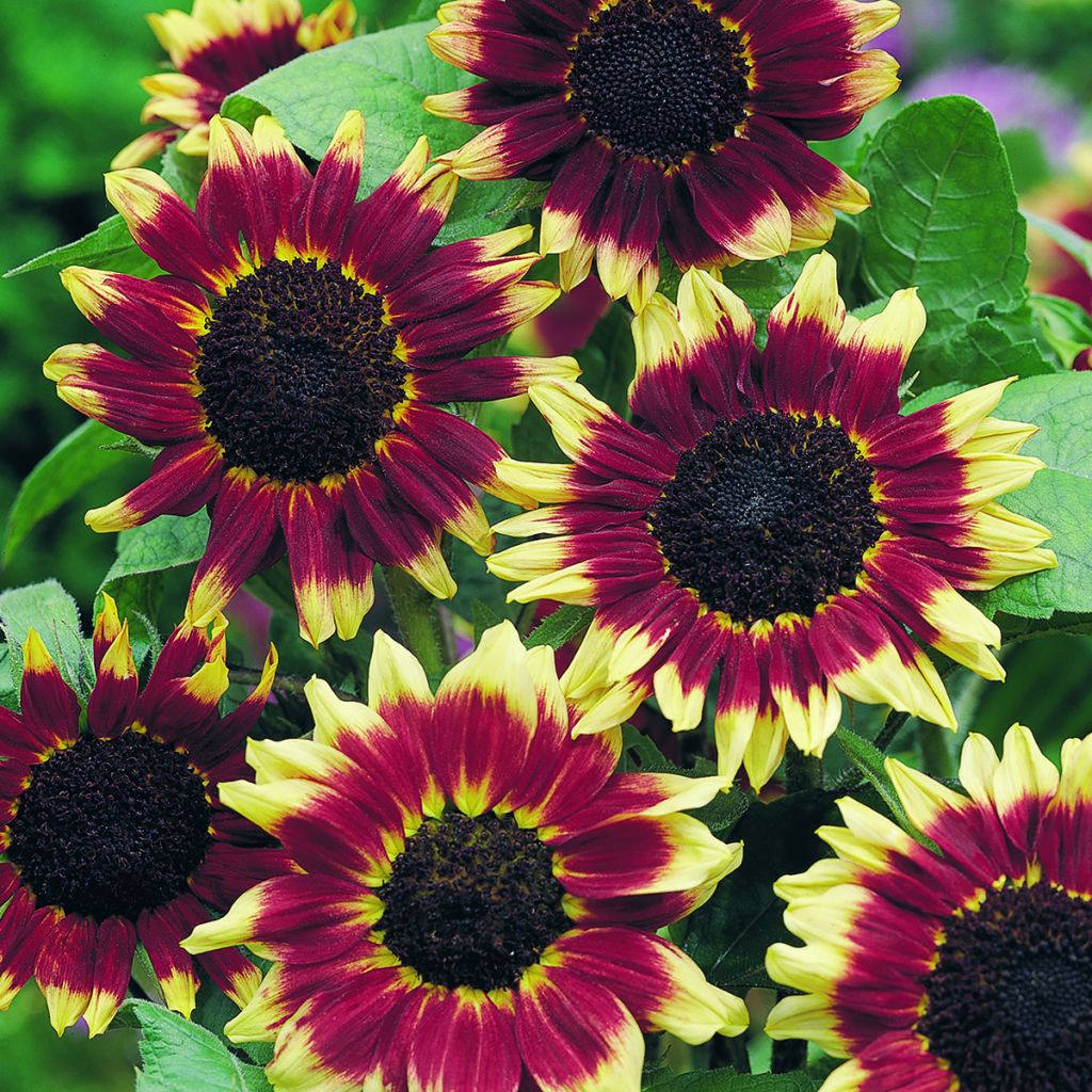 Graines de Tournesol haut Florenza - Helianthus annuus