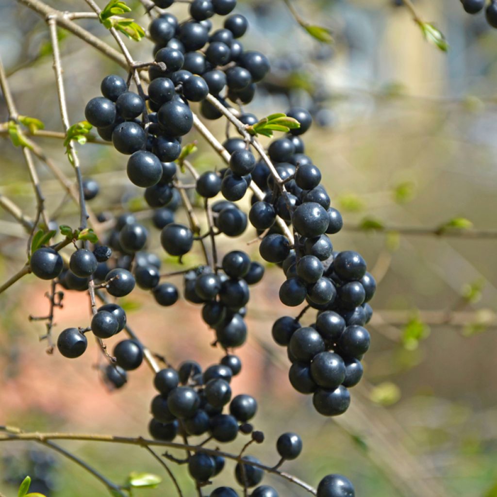 Graines de Troène commun - Ligustrum vulgare